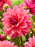 Buy Dahlia Feline Yvonne Tubers