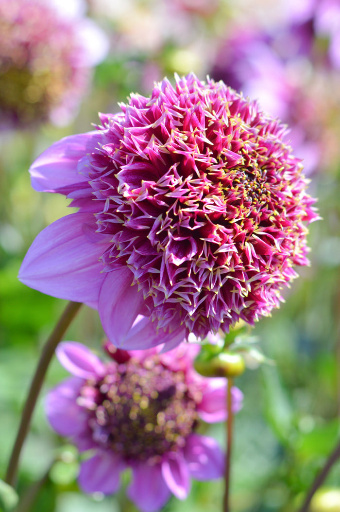 Dahlia Fenna Baaij