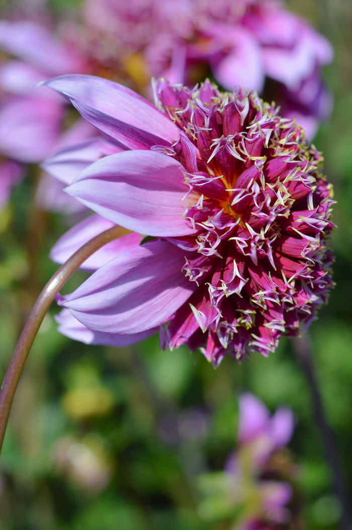 Anemone Type Dahlias Fenna Baaij