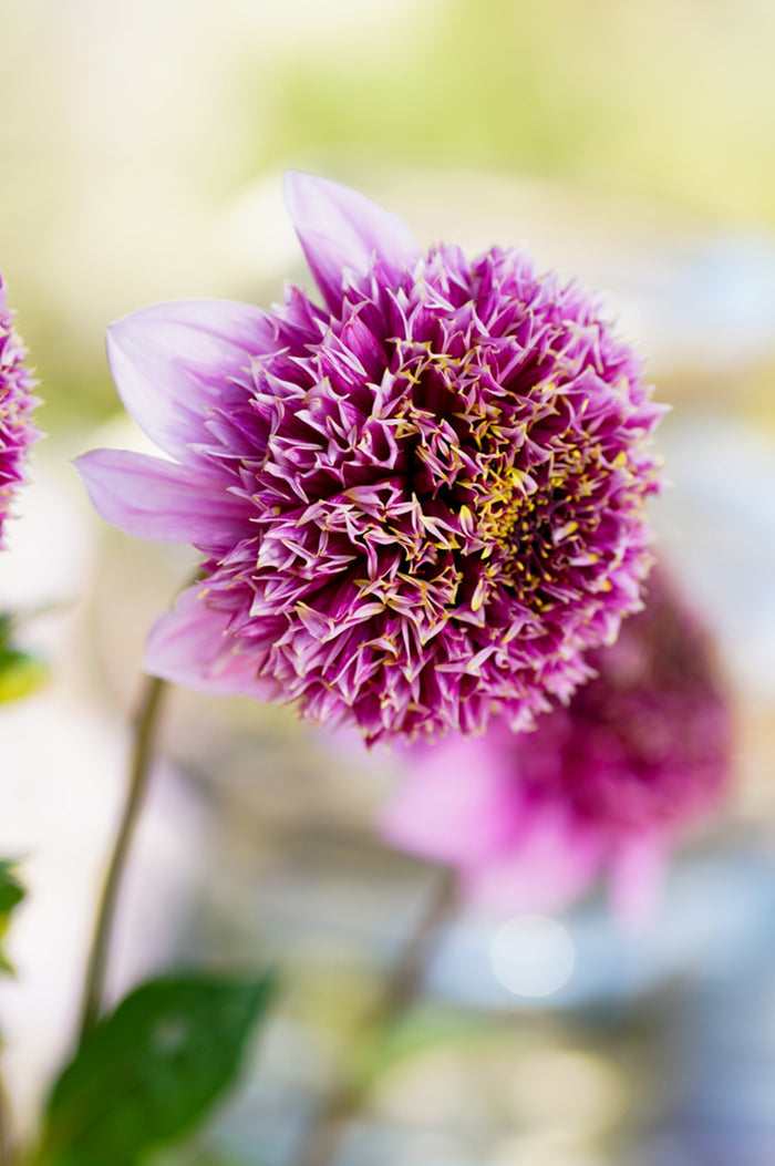 Dahlia Fenna Baaij