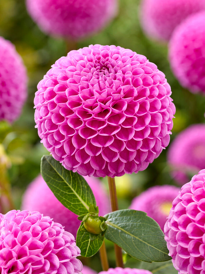 Dahlia Franz Kafka