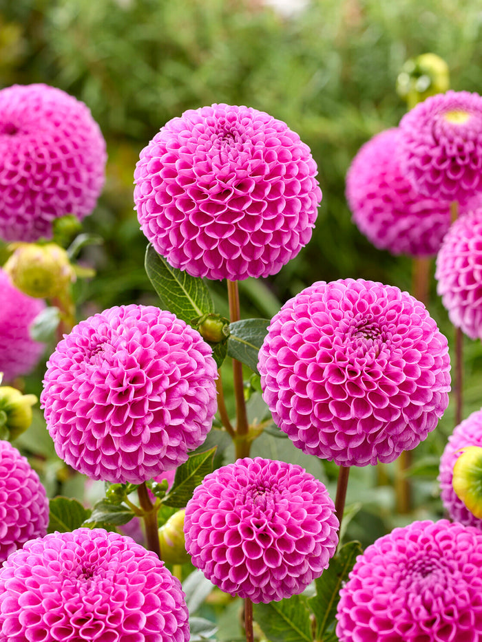 Dahlia Franz Kafka
