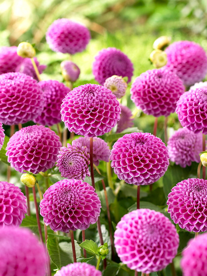 Dahlia Franz Kafka