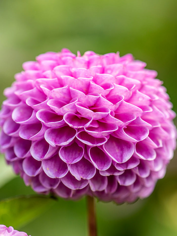 Dahlia Franz Kafka