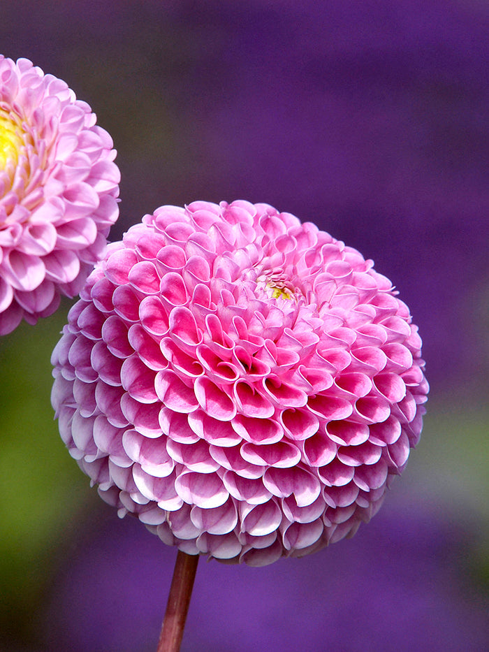 Dahlia Franz Kafka