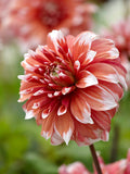 Dahlia Frost Nip