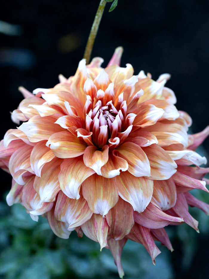 Dahlia Frost Nip