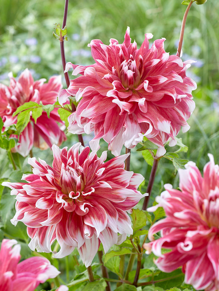 Dahlia Frost Nip