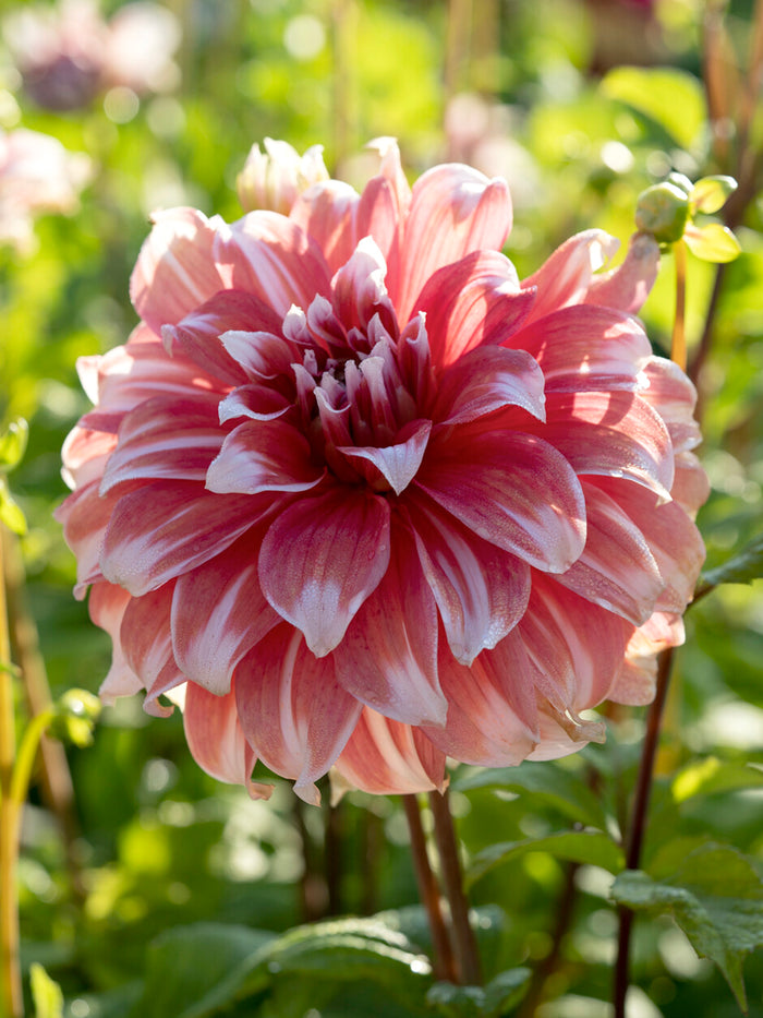 Dahlia Frost Nip