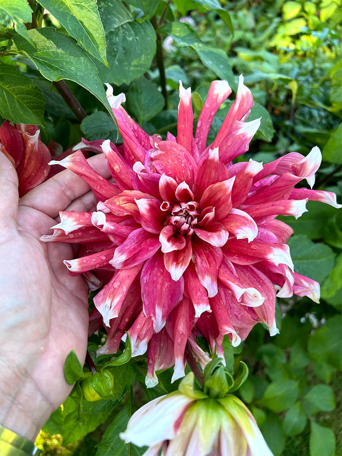 Dahlia Frost Nip