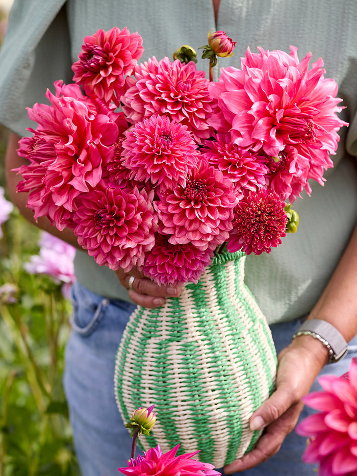 Dahlia Fuchsia Whisper Collection