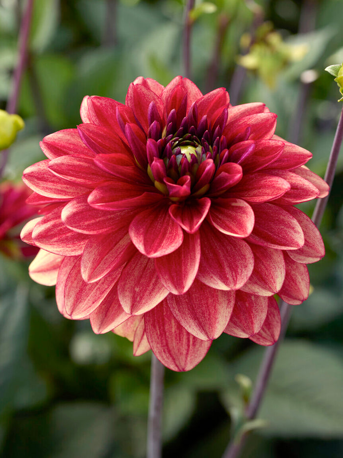 Dahlia Glossy Maracana