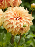 Dahlia Great Hercules