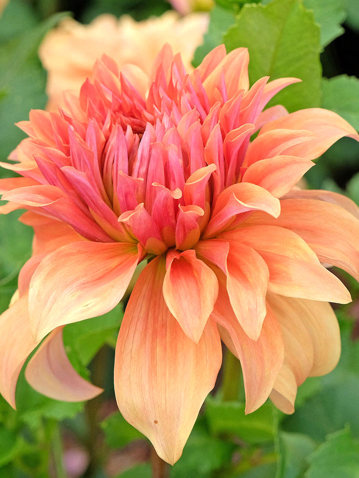Dahlia Great Hercules