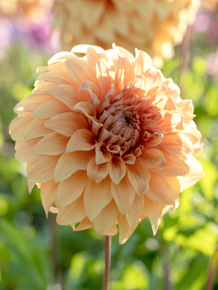 Dahlia Great Hercules