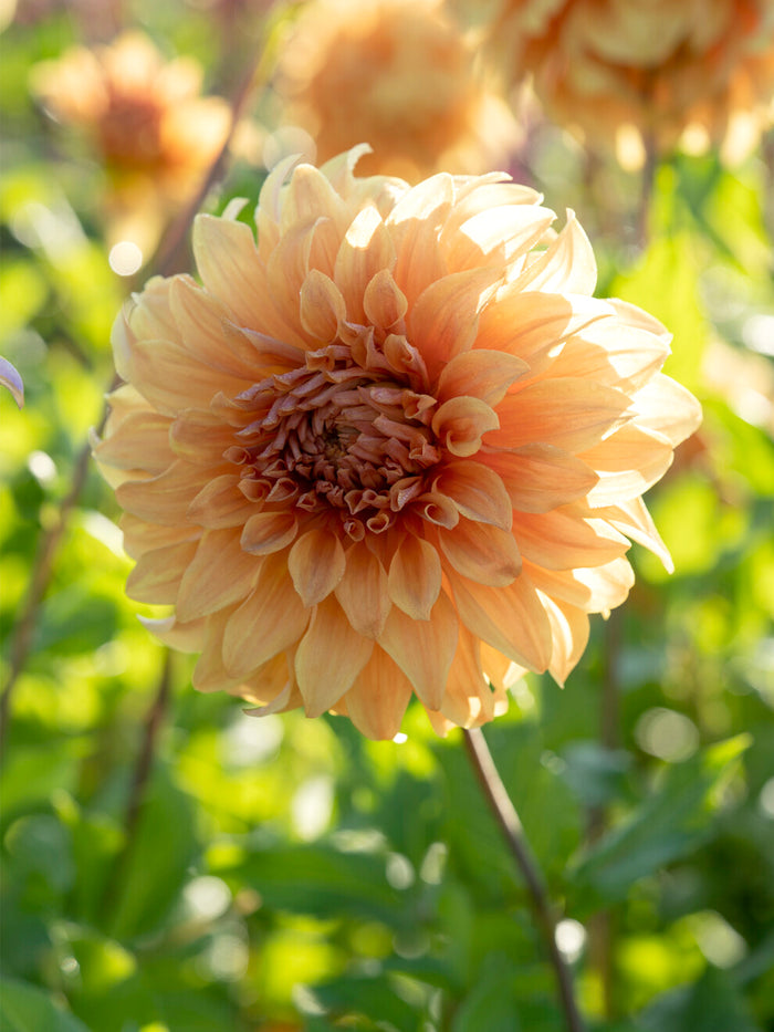 Dahlia Great Hercules