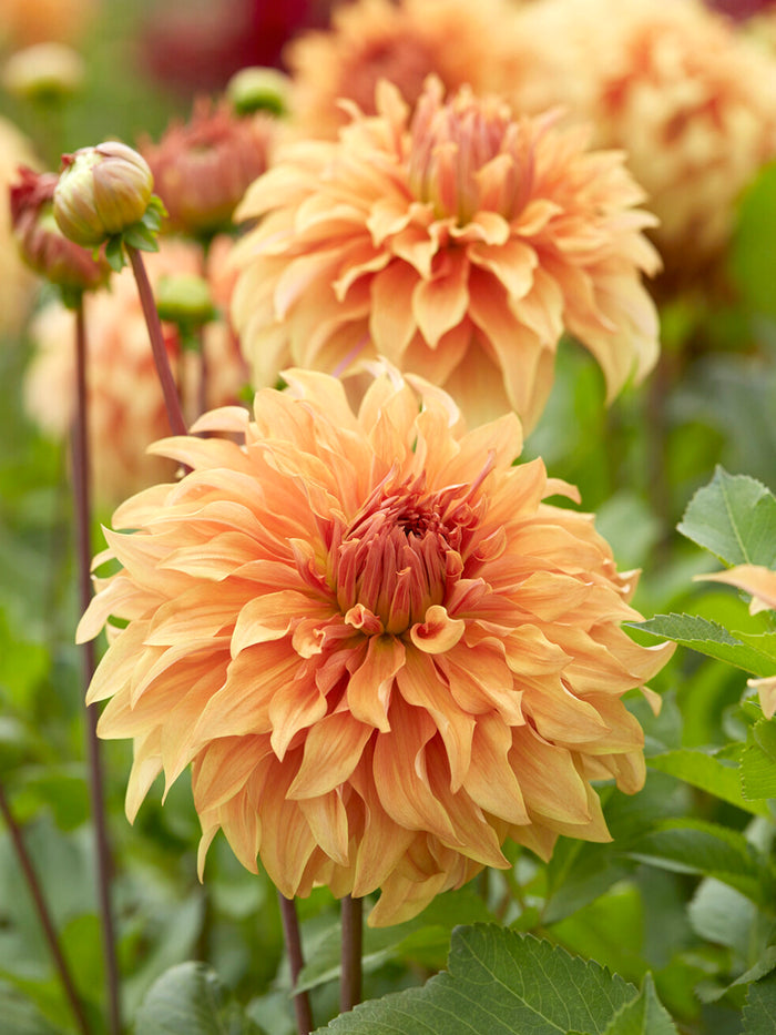 Dahlia Great Hercules