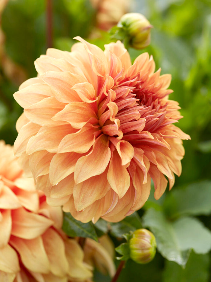 Dahlia Great Hercules