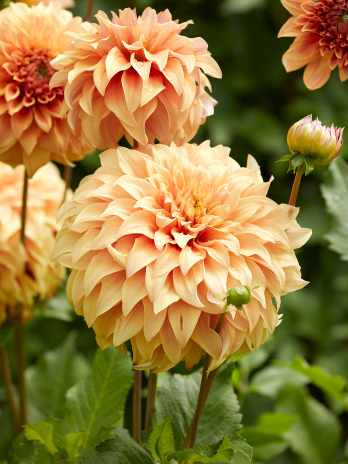 Dahlia Great Hercules