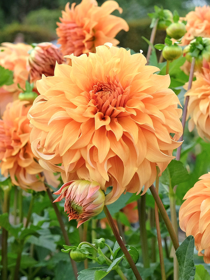 Dahlia Great Hercules