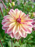 Dahlia Happy Butterfly