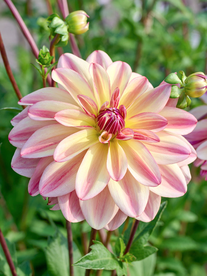 Dahlia Happy Butterfly
