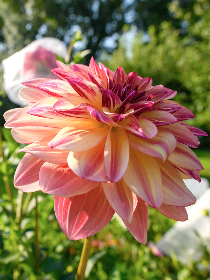 Dahlia Happy Butterfly