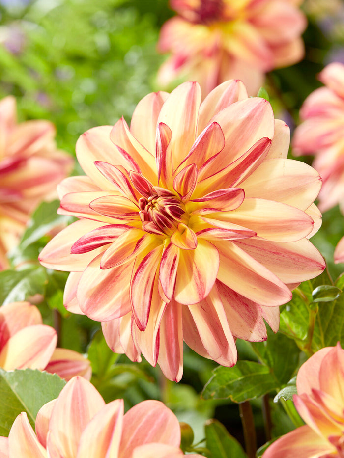 Dahlia Happy Butterfly