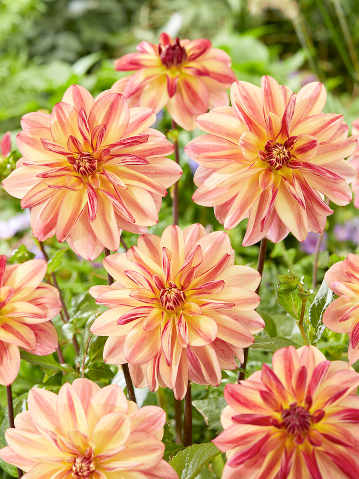 Dahlia Happy Butterfly