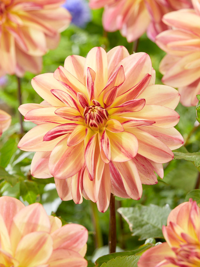 Dahlia Happy Butterfly