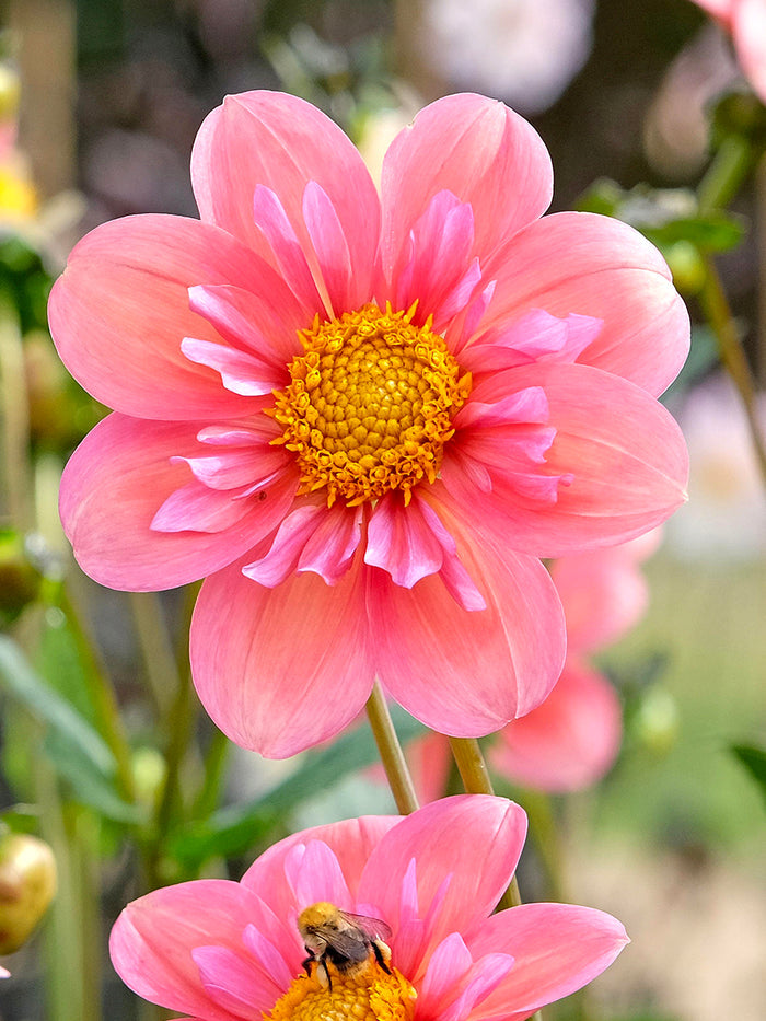 Dahlia Hartenaas