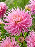 Dahlia Hollyhill Cotton Candy