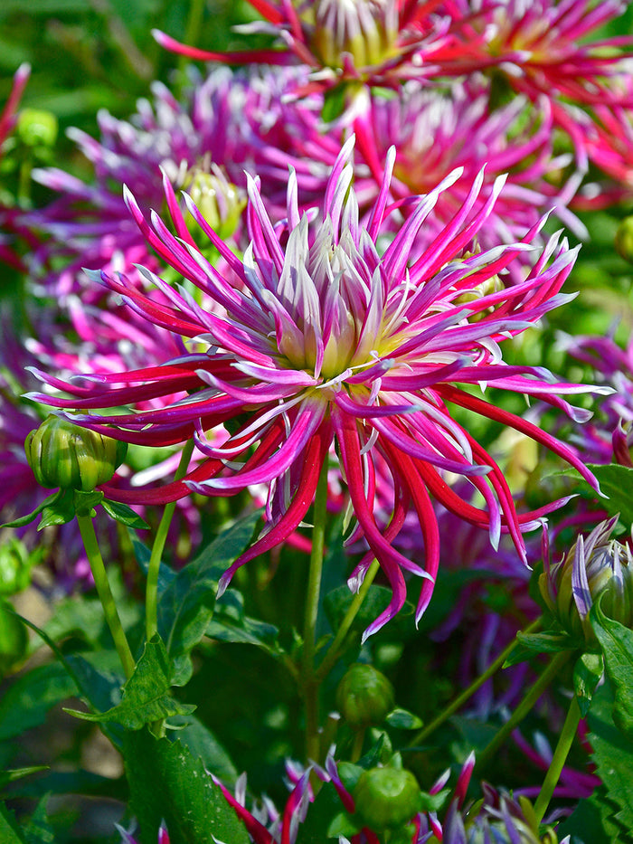 Dahlia Hollyhill Spiderwoman