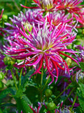 Dahlia Hollyhill Spiderwoman