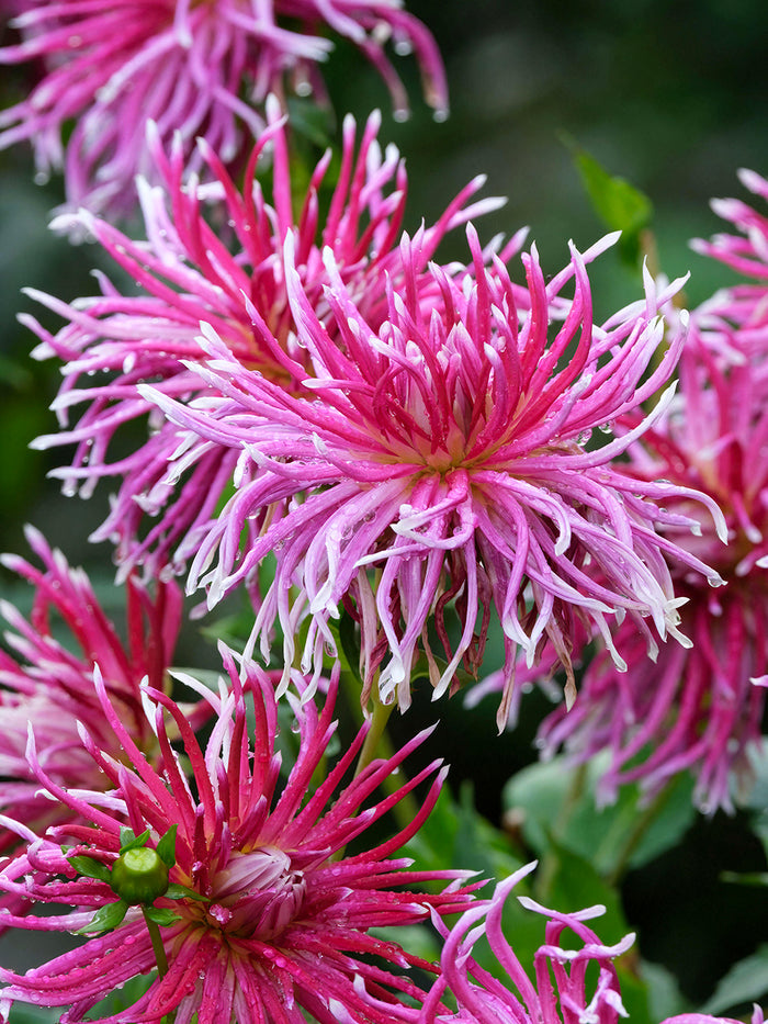 Dahlia Hollyhill Spiderwoman
