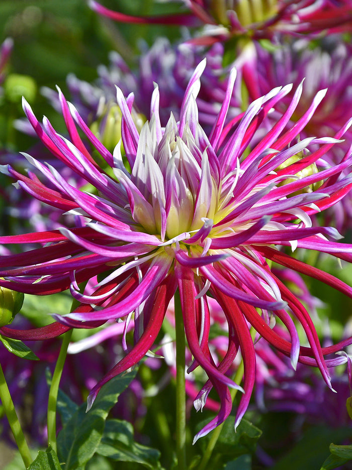 Dahlia Hollyhill Spiderwoman