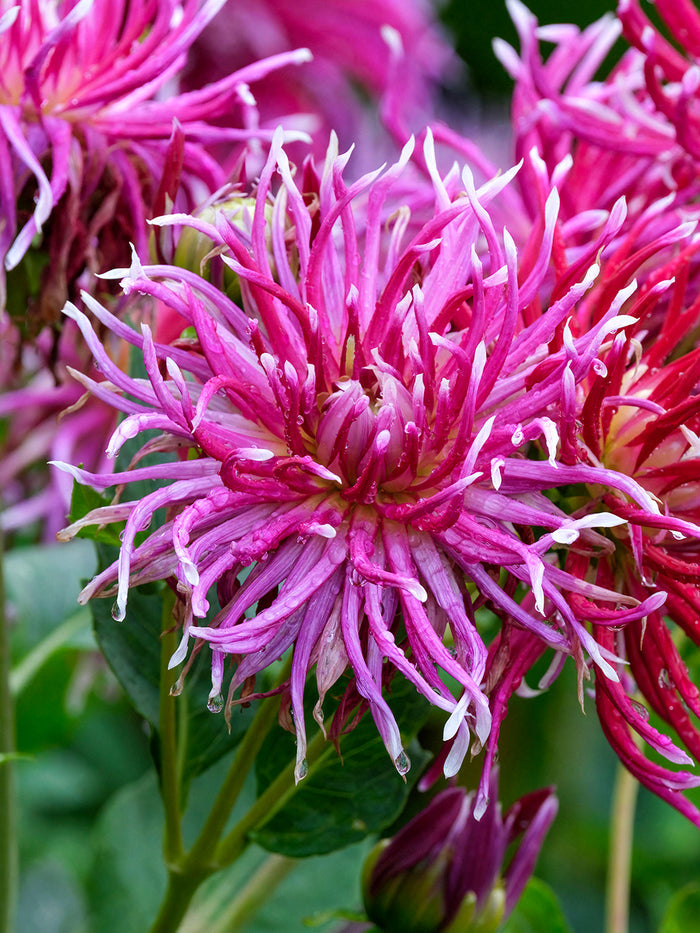 Dahlia Hollyhill Spiderwoman