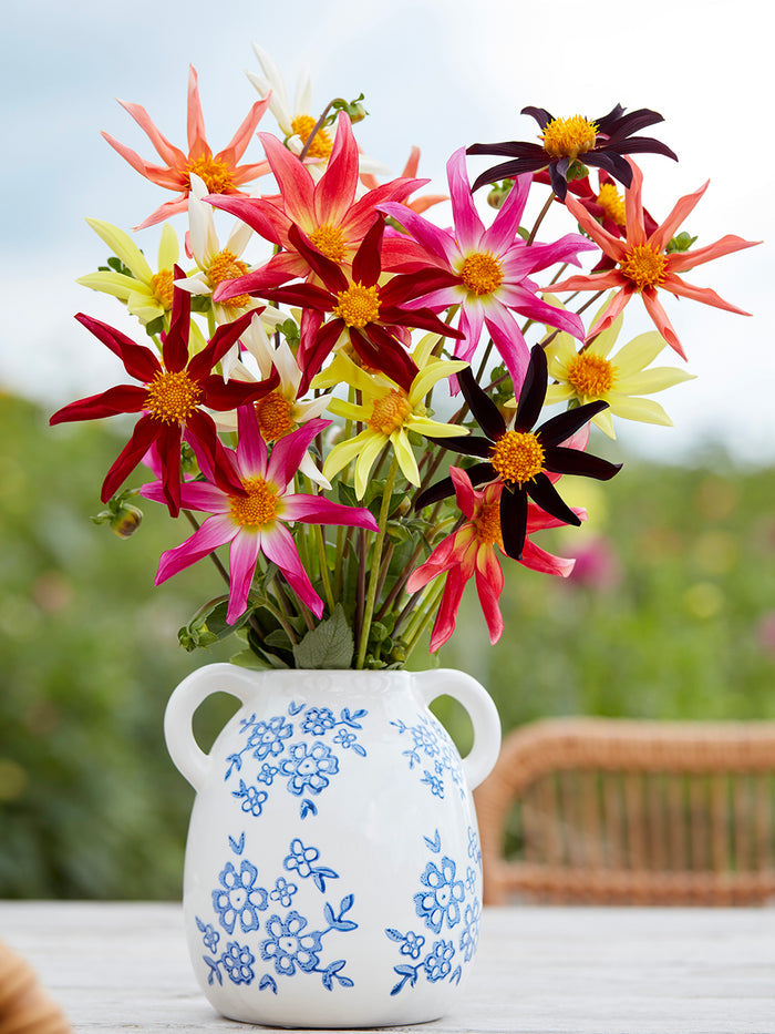 Dahlia Honka Harmony Collection