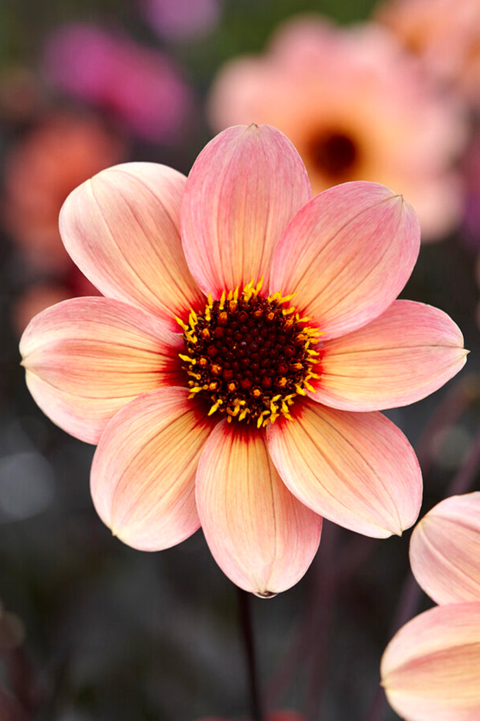Buy Dahlia HS Kiss