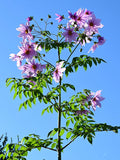 Dahlia Imperialis (The Tree Dahlia)