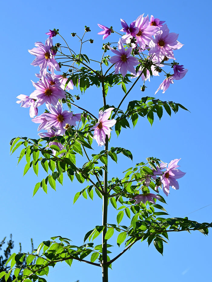 Dahlia Imperialis (The Tree Dahlia)