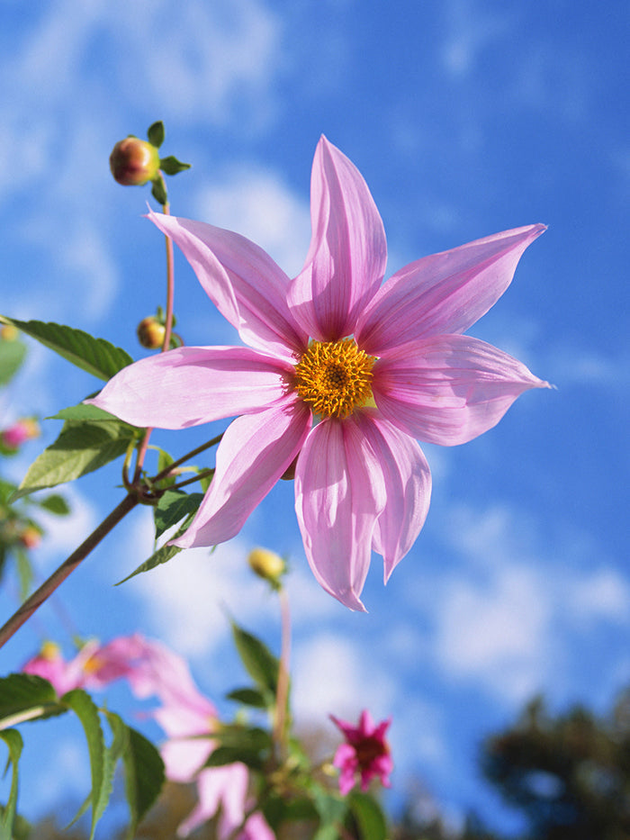 Dahlia Imperialis (The Tree Dahlia)