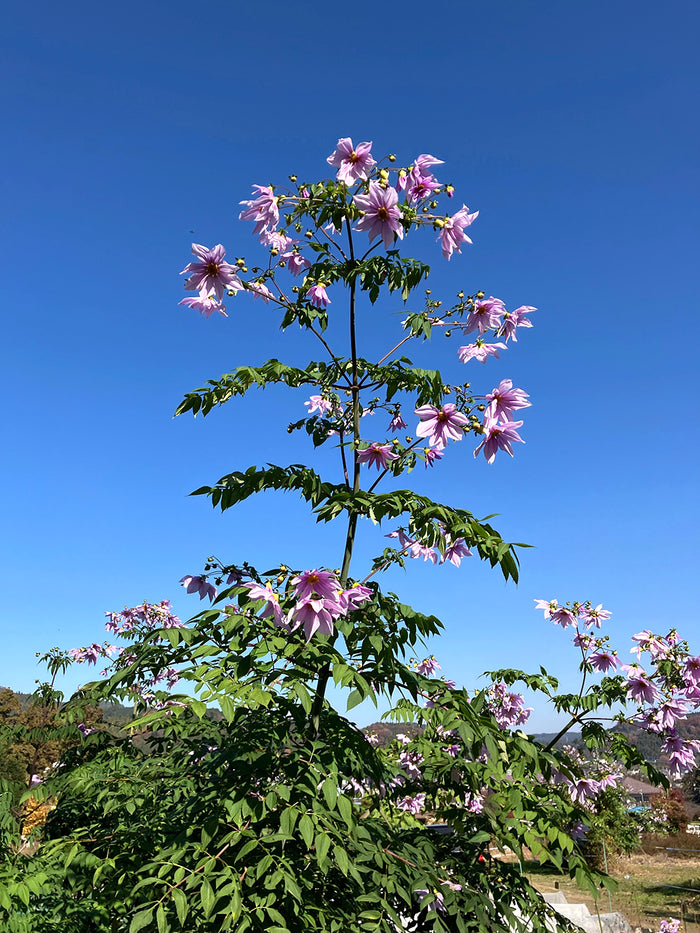 Dahlia Imperialis (The Tree Dahlia)