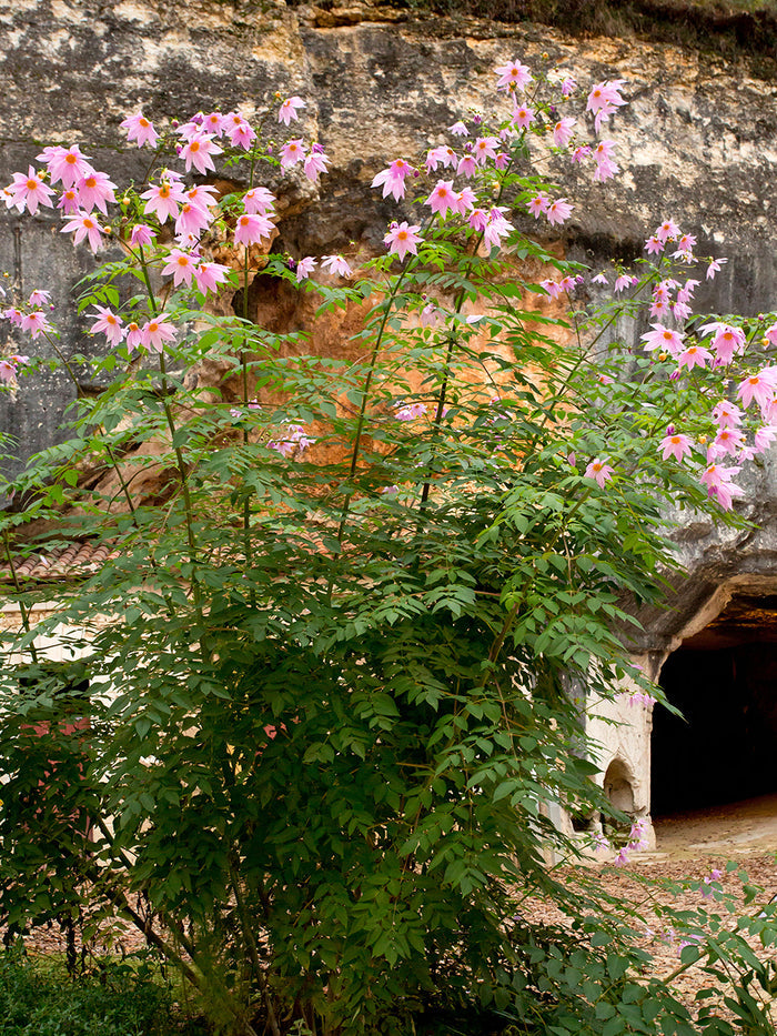 Dahlia Imperialis (The Tree Dahlia)