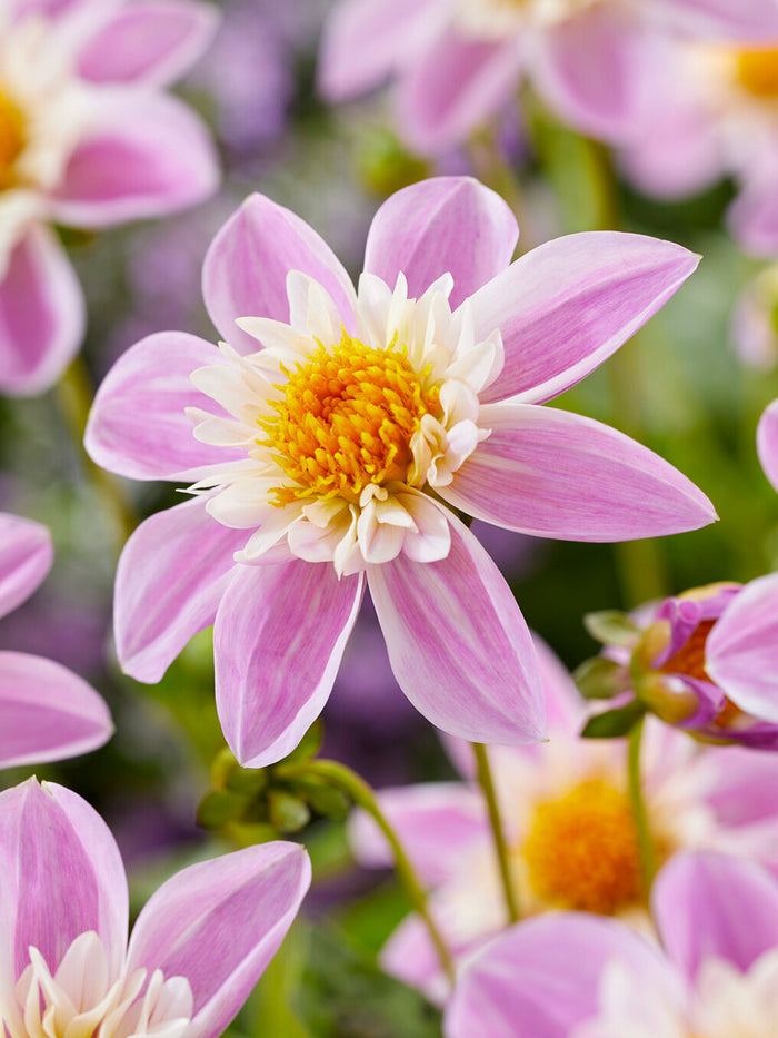 Dahlia Impression Famoso
