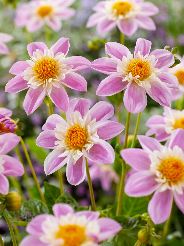 Dahlia Impression Famoso
