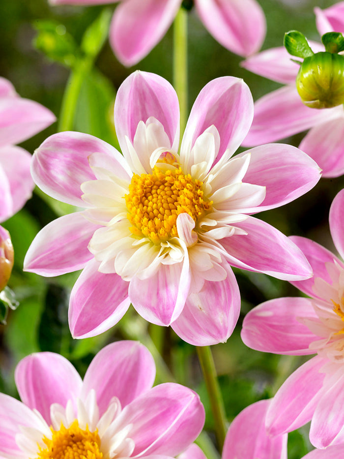 Dahlia Impression Famoso