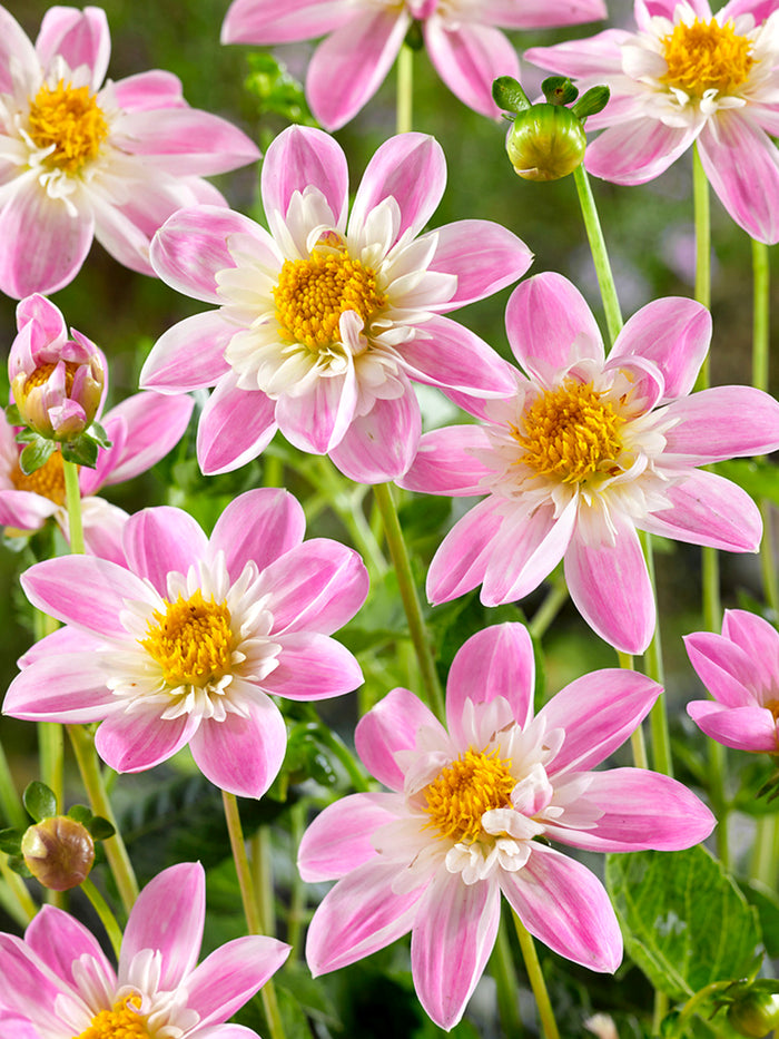 Dahlia Impression Famoso