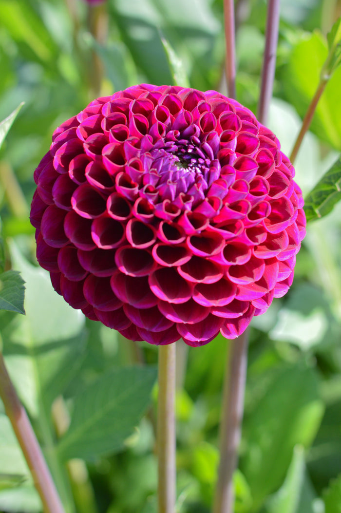 Ivanetti Dahlia Bulbs and Tubers