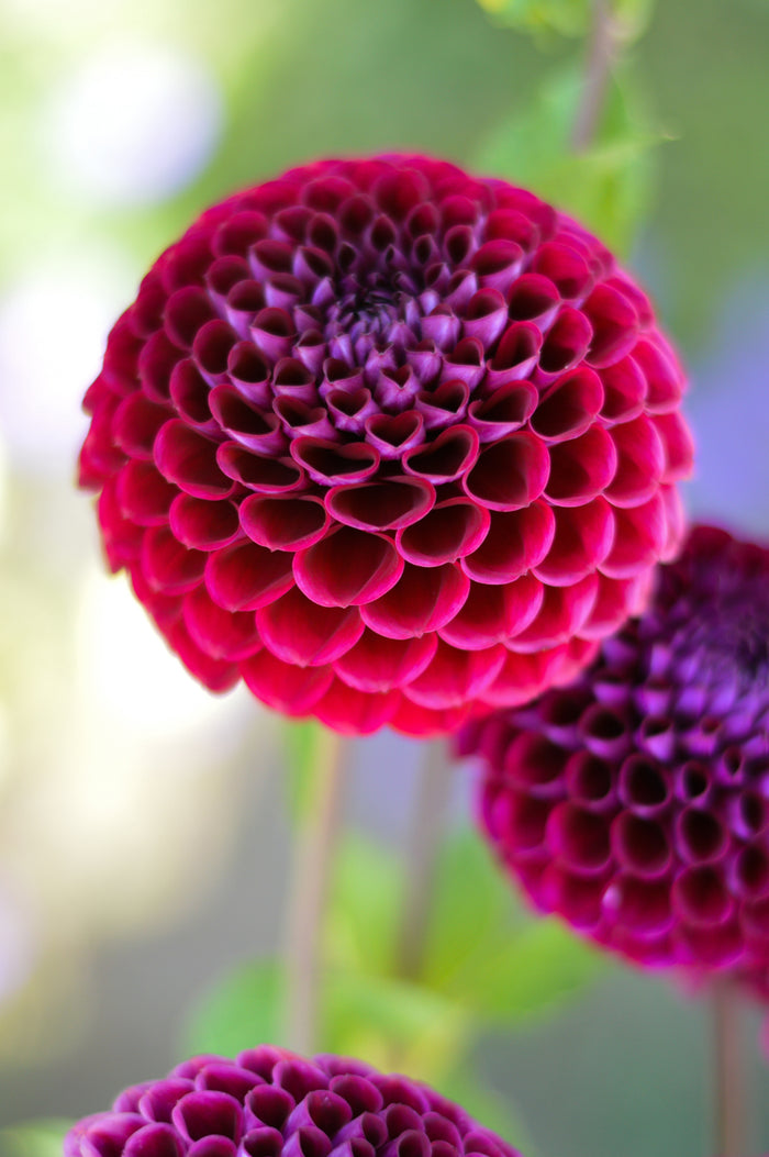 Ivanetti Dahlia Bulbs